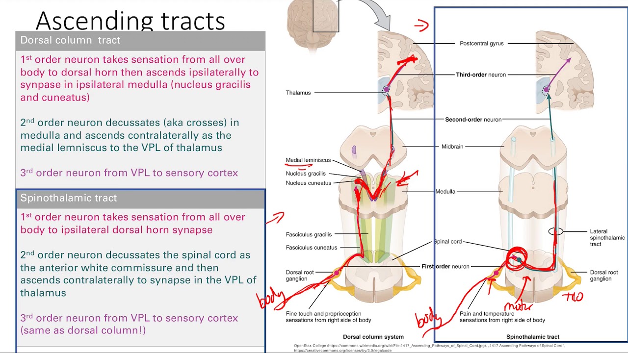 Spinal Cord Tracts | Nervous system | Step 1 Simplified - YouTube