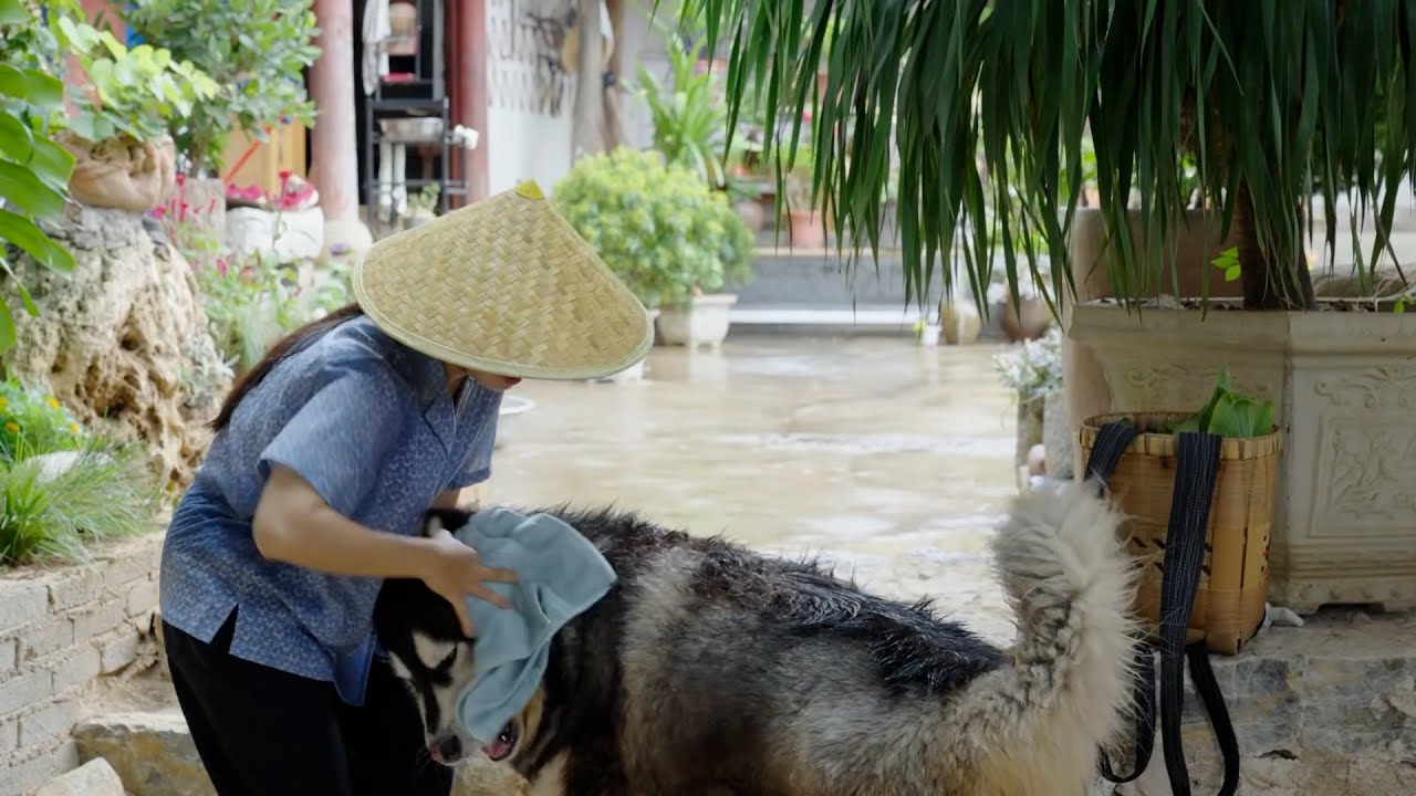 大王在雨中守候主人一整天，怕他感冒赶紧帮他擦擦身体 Dawang waited in the rain all day, so I wipe his body after I came back