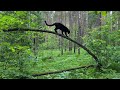 Luna the pantera in the Siberian jungle