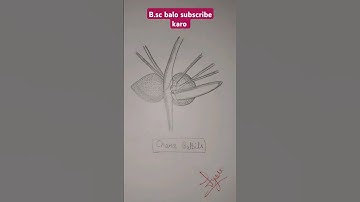 Chara bulbils B.sc 1st semester diagram in botany please # like # share # subscribe #