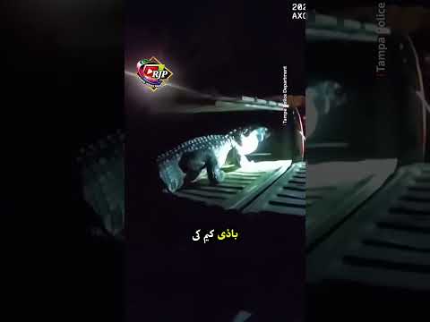 Florida: Alligator in home swimming pool! TAMPA POLICE WRESTLE ALLIGATOR OUT OF RESIDENTIAL