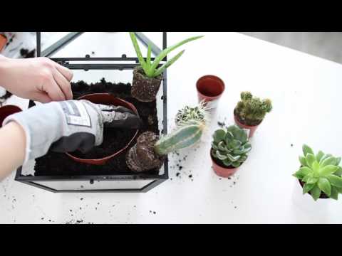 Video: Hvordan Lage Et Terrarium