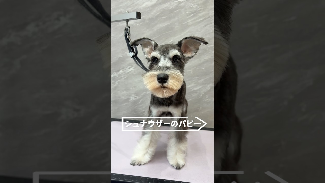 ドキドキ初来店💓パピーのシュナウザーのファーストトリミング✂️ #シュナウザー #ミニチュアシュナウザー #パピー #トリミング