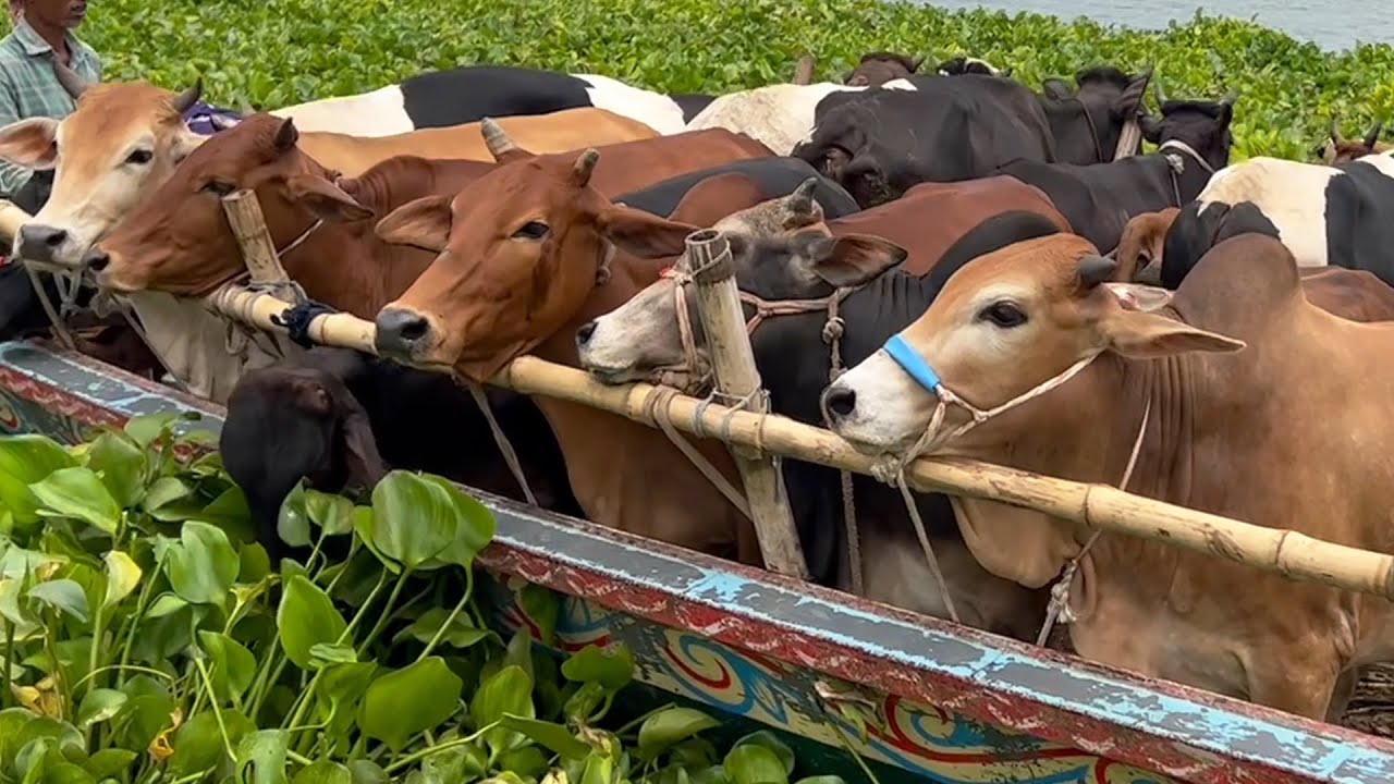 cow unloading, cow videos, cow video, big cow, goru hamba cow, Ep - 135