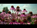 Lara Fabian - Tomorrow is a lie (Subtitulada al español)