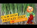 Лучший способ посадки рассады лука в грунт.