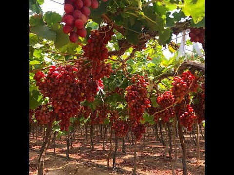 صنف عنب الكرمسون واهم معاملاته للحصول على اعلى انتاج     