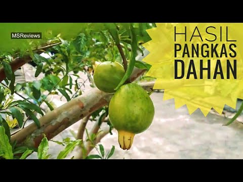 Video: Memangkas Pokok Delima: Bila dan Cara Memangkas Pokok Delima