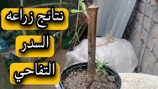 نتائج زراعه السدر التفاحي بواسطة العقل