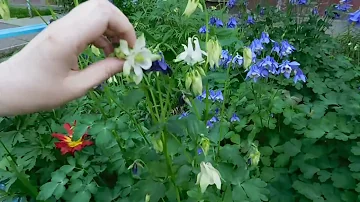 🌱Аквилегия ( водосбор ). Цветок без проблем ! 🌱