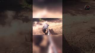 Chasse et Attaque de sanglier - wildboar attack #domuzavi #hunting #الخنزير #wlidlife #wildboar