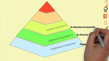 ¿Cuáles son los organismos descomponedores dela cadena alimenticia?