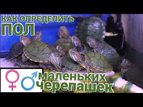 Как определить пол маленьких красноухих черепашек