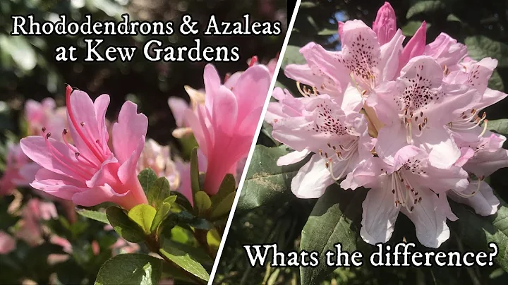 Rhododendrons & Azaleas - Whats the difference? (4K) - DayDayNews