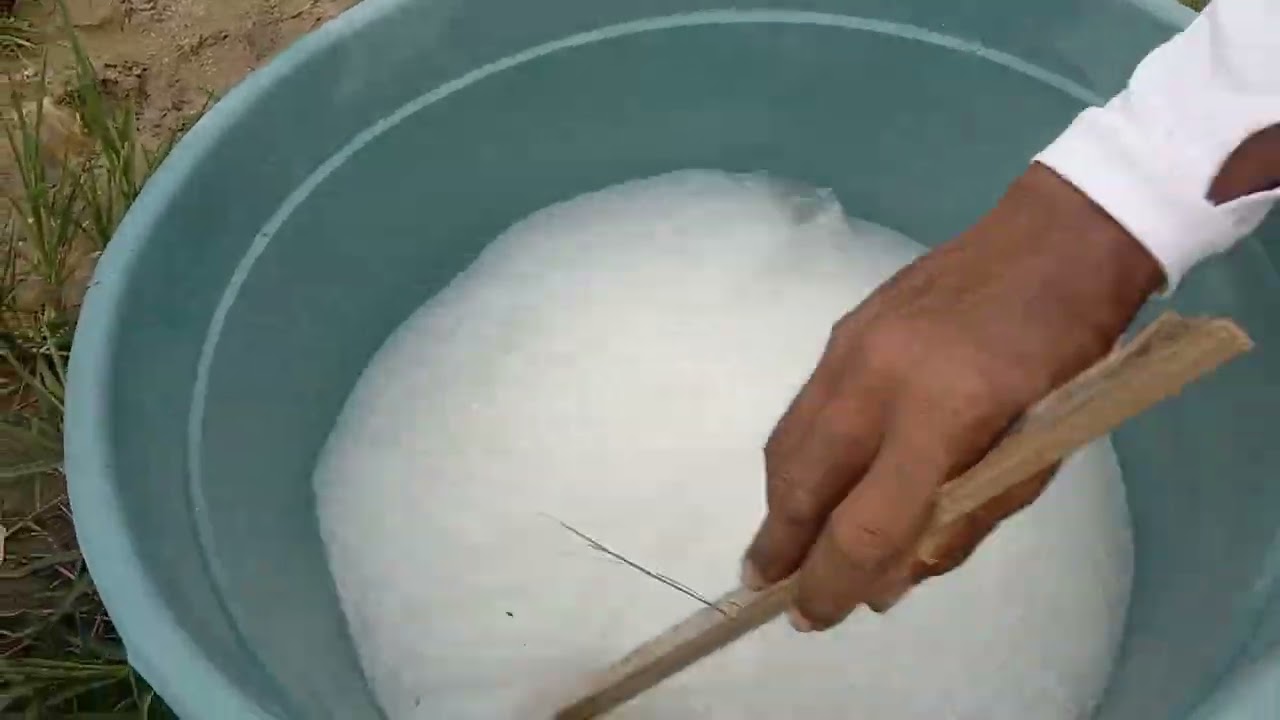 Pemupukan susulan tanaman melon dari awal sampai 30 harian