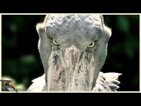 Video: Haben Theropoden Schnäbel?