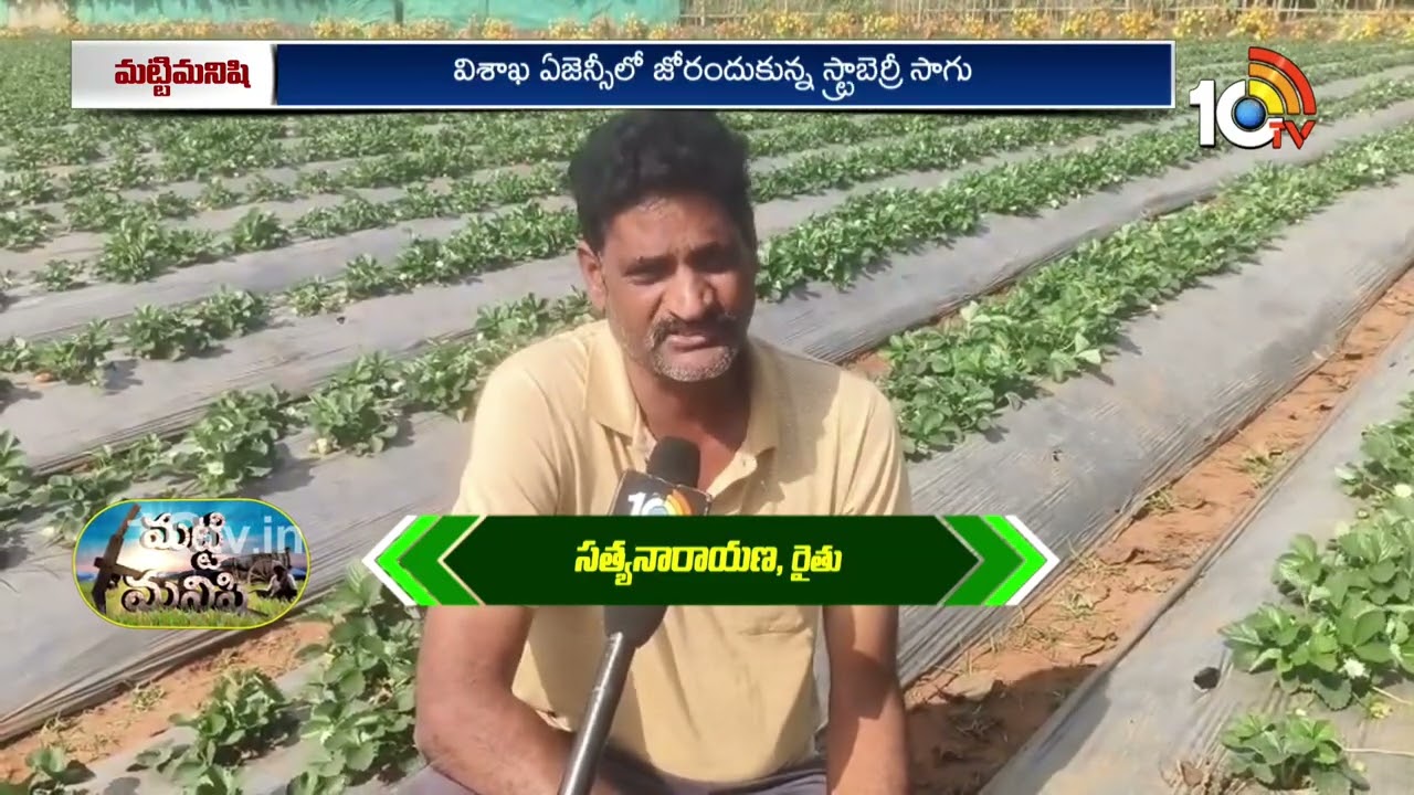 Strawberry Cultivation | Lambasinghi | లంబసింగిలో విస్తరిస్తున్న స్ట్రాబెర్రీ సాగు | Matti Manishi |