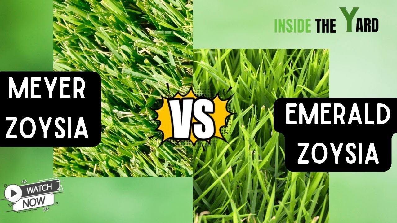 Does Emerald Zoysia Go Dormant Does Emerald Zoysia Go Dormant