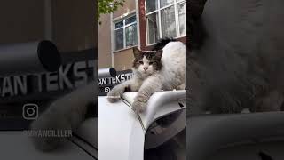 Seni Varya Yeyerim Yeyerim😸❤️ Şfet