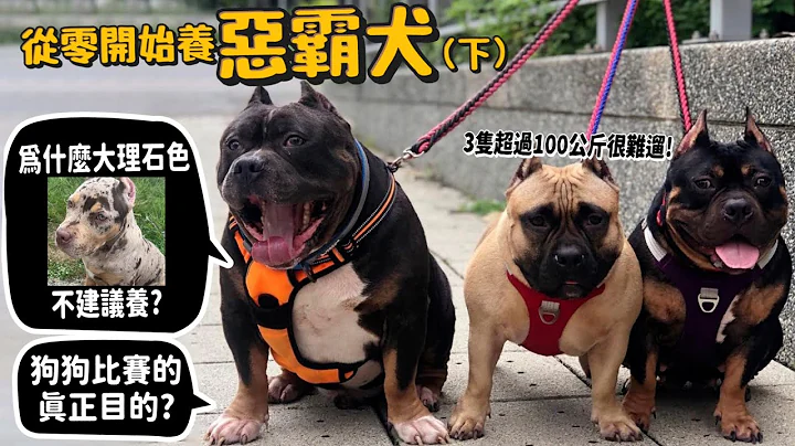 【從零開始養】惡霸犬(下)為什麼大理石色不能養?美國300萬的惡霸!價格為何驚人?花百萬養狗!為何不經營犬舍?狗狗走秀的真正目的?【許伯簡芝】美國惡霸犬!American bully pitbull - 天天要聞