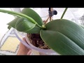 У орхидеи Поп Корн еще один цветонос из точки роста.Какой способ посадки выбрать,полив.