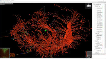 Allen Mouse Brain Connectivity Brain Explorer guide