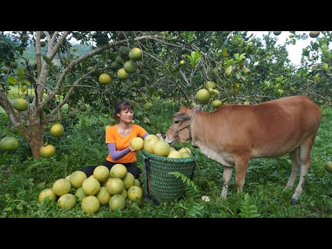 Grapefruit harvesting skills - Go to the market to sell grapefruit - Green forest life, farm life