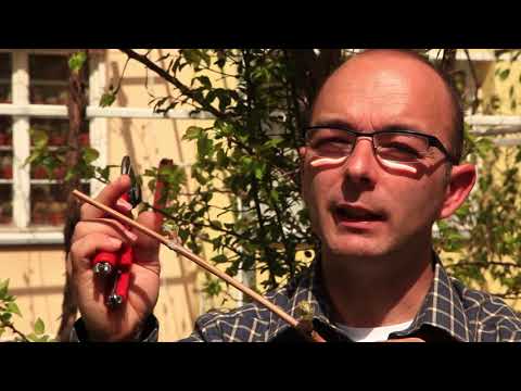 Video: Njega zumbula ametista – sadnja lukovica zumbula ametista u vrtu