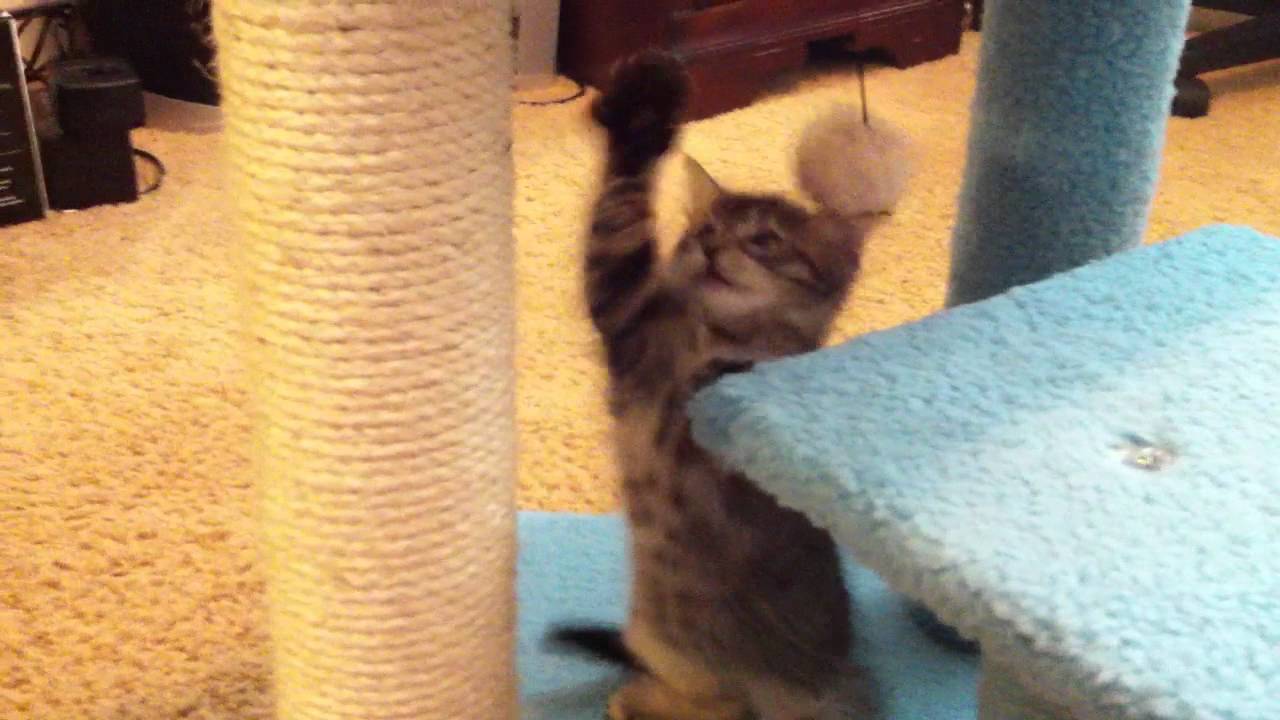 Nalah playing with new cat condo YouTube