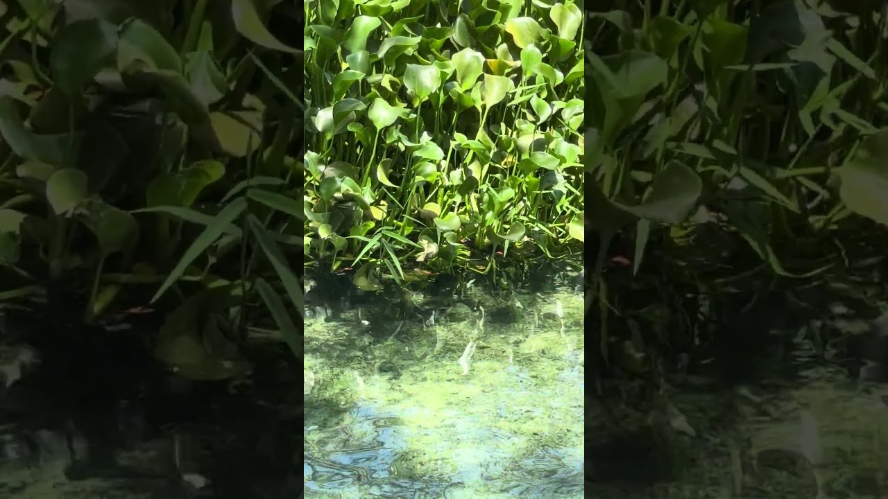 Large mystery Florida fish, what is this? 