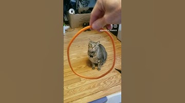 Playing fetch with a kitty #shorts #cat #pets #foryou #cute #animals