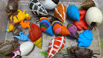 Tìm kiếm những con vật trong vườn | con cua, ốc sên 7 màu, ốc sên người nhện, con cóc, khủng long