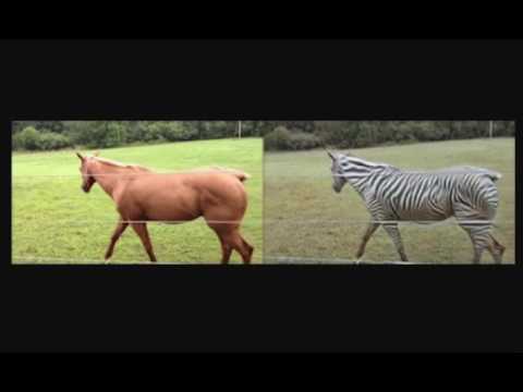 Turning a horse video into a zebra video in real time using GANs