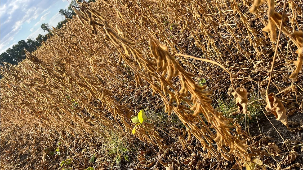 Молотьба сої PS 0074, прямий посів програв обробітку, 24.09.25