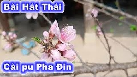 Bài Hát Thái: Cài pu Pha Đin