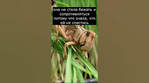 Эту Девушку съела Саранча | Страшилки