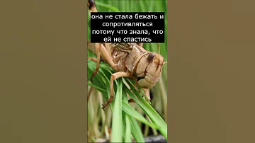 Эту Девушку съела Саранча | Страшилки