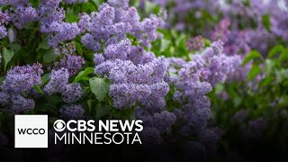 Weather Whiplash Prompts Second Lilac Blooms