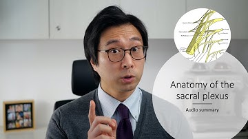Anatomy of the Sacral Plexus - Audio Summary by Dr. Christopher See