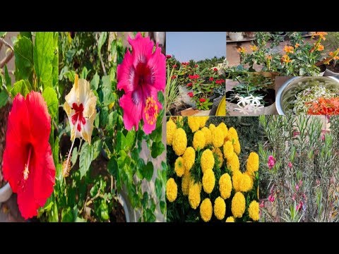 Video: Autumn Flowers (60 Photos): The Names Of Beautiful Flowers For The Garden. Yellow And Orange, Bulbous And Wildflowers, For The Balcony And Others