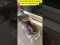 Best Secret Hack Deshedding Brush Tool For Dogs [MUST WATCH]