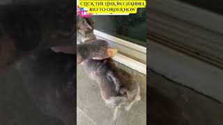 Best Secret Hack Deshedding Brush Tool For Dogs [MUST WATCH]