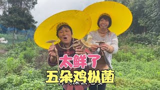 婆婆进花生土捡到宝极品鸡枞菌一共是五朵用来煨鸡汤太香了