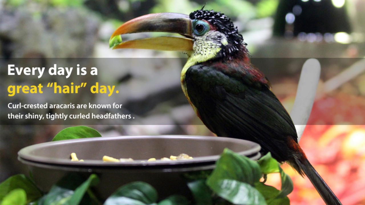 5 Things I Learned about the Curl-Crested Aracari
