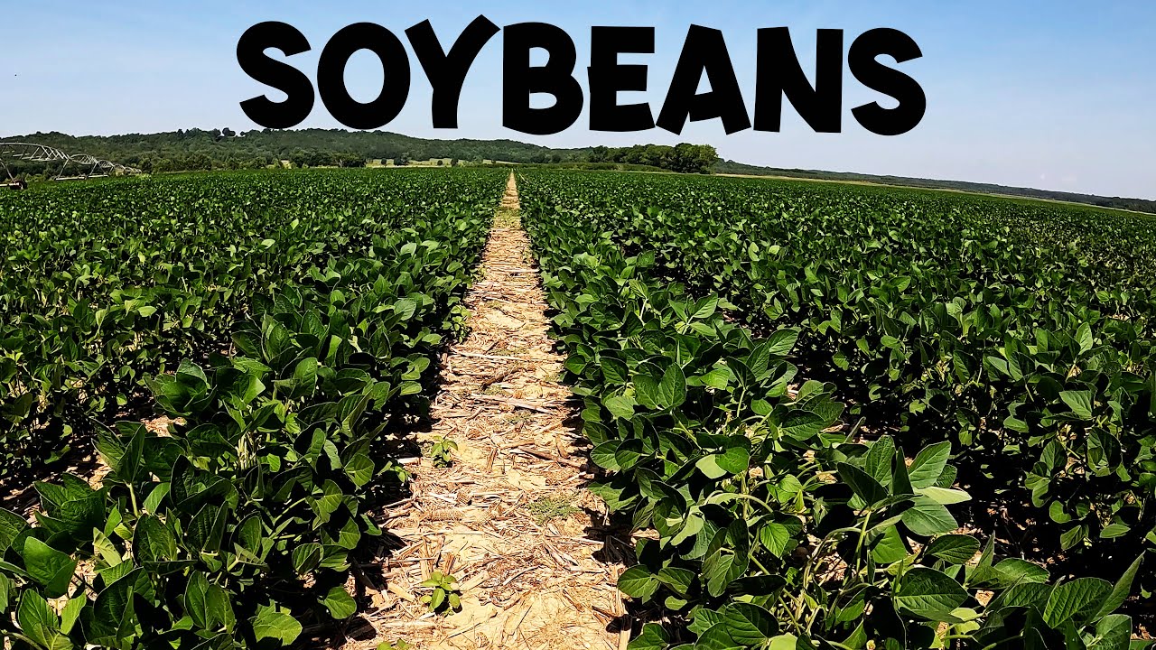 ALABAMA SOYBEANS 2022 YouTube