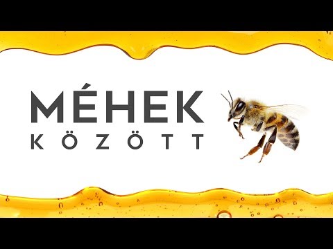 Videó: A mézelő méhek beporozzák a paradicsomot?