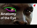 Anatomy for Artists: Drawing Eyes, Art Professor Explains, Part 9