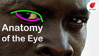 Learning Artistic Anatomy for Drawing the Eye?  Watch this FIRST