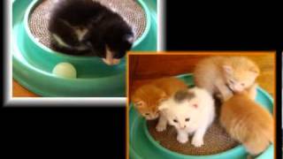 Nonprofit Scrapbook Dvdsfr Adoptableadopted Cats-A Viv Video