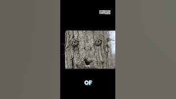 De verbazingwekkende reden waarom we gezichten in objecten zien: pareidolie